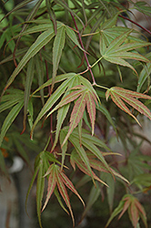 Villa Taranto Japanese Maple (Acer palmatum 'Villa Taranto') at Bayport Flower Houses