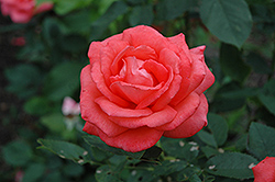 Tropicana Rose (Rosa 'Tropicana') at Bayport Flower Houses