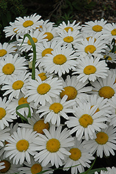 Snow Lady Shasta Daisy (Leucanthemum x superbum 'Snow Lady') at Bayport Flower Houses