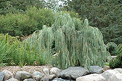 Tolleson's Weeping Juniper (Juniperus scopulorum 'Tolleson's Weeping') at Bayport Flower Houses