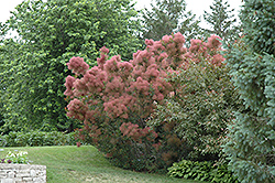 Royal Purple Smokebush (Cotinus coggygria 'Royal Purple') at Bayport Flower Houses