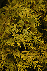 Vintage Gold Dwarf Moss Falsecypress (Chamaecyparis pisifera 'Vintage Gold') at Bayport Flower Houses