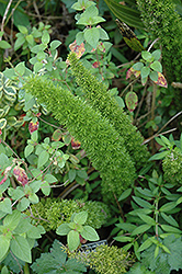 Asparagus Fern (Asparagus densiflorus) at Bayport Flower Houses