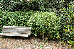 Common Boxwood (Buxus sempervirens) at Bayport Flower Houses