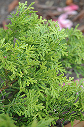 Dwarf Hiba Arborvitae (Thujopsis dolabrata 'Nana') at Bayport Flower Houses