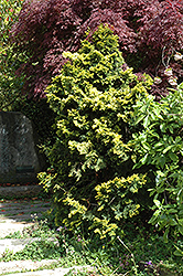 Verdon Dwarf Hinoki Falsecypress (Chamaecyparis obtusa 'Verdoni') at Bayport Flower Houses