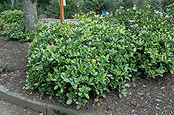 Reeves Skimmia (Skimmia reevesiana) at Bayport Flower Houses