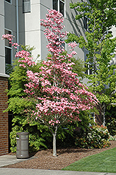 Cherokee Brave Flowering Dogwood (Cornus florida 'Cherokee Brave') at Bayport Flower Houses