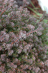 Red Star Whitecedar (Chamaecyparis thyoides 'Red Star') at Bayport Flower Houses