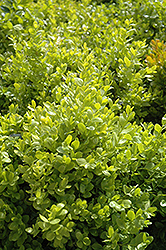 Dwarf English Boxwood (Buxus sempervirens 'Suffruticosa') at Bayport Flower Houses