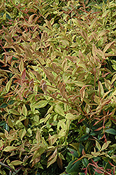 Gulf Stream Dwarf Nandina (Nandina domestica 'Gulf Stream') at Bayport Flower Houses