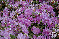 Purple Gem Rhododendron (Rhododendron 'Purple Gem') at Bayport Flower Houses