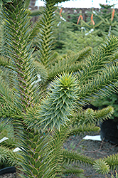 Monkey Puzzle Tree (Araucaria araucana) at Bayport Flower Houses