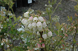 Duke Blueberry (Vaccinium corymbosum 'Duke') at Bayport Flower Houses