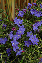 Grace Ward Lithodora (Lithodora 'Grace Ward') at Bayport Flower Houses