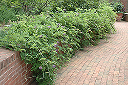 Amethyst Falls Wisteria (Wisteria frutescens 'Amethyst Falls') at Bayport Flower Houses