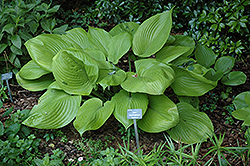 Sum and Substance Hosta (Hosta 'Sum and Substance') at Bayport Flower Houses
