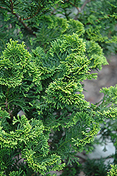 Aurora Hinoki Falsecypress (Chamaecyparis obtusa 'Aurora') at Bayport Flower Houses