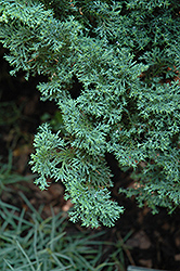 Split Rock Blue Hinoki Falsecypress (Chamaecyparis obtusa 'Split Rock') at Bayport Flower Houses