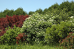 European Elder (Sambucus nigra) at Bayport Flower Houses