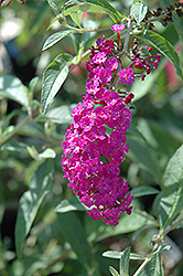Royal Red Butterfly Bush (Buddleia davidii 'Royal Red') at Bayport Flower Houses