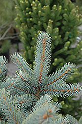 Bakeri Blue Spruce (Picea pungens 'Bakeri') at Bayport Flower Houses
