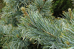 Silver Ray Korean Pine (Pinus koraiensis 'Silver Ray') at Bayport Flower Houses