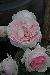 Eden Climber Rose (Rosa 'Meiviolin') at Bayport Flower Houses