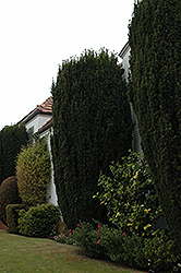 Upright Irish Yew (Taxus baccata 'Fastigiata Robusta') at Bayport Flower Houses