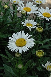 Snow Lady Shasta Daisy (Leucanthemum x superbum 'Snow Lady') at Bayport Flower Houses