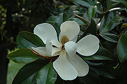 Southern Magnolia (Magnolia grandiflora) at Bayport Flower Houses