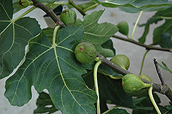 Mission Fig (Ficus carica 'Mission') at Bayport Flower Houses