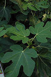 Mission Fig (Ficus carica 'Mission') at Bayport Flower Houses