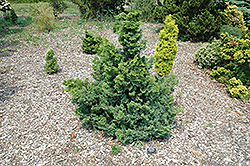 Split Rock Blue Hinoki Falsecypress (Chamaecyparis obtusa 'Split Rock') at Bayport Flower Houses