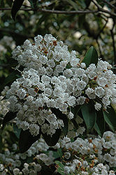 Mountain Laurel (Kalmia latifolia) at Bayport Flower Houses