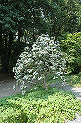 Mountain Laurel (Kalmia latifolia) at Bayport Flower Houses