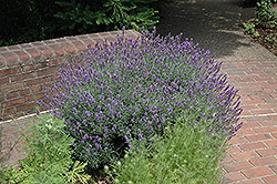 English Lavender (Lavandula angustifolia) at Bayport Flower Houses