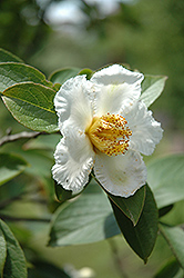 Japanese Stewartia (Stewartia pseudocamellia) at Bayport Flower Houses
