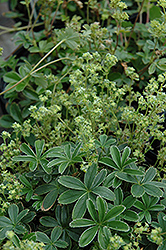 Alpine Lady's Mantle (Alchemilla alpina) at Bayport Flower Houses