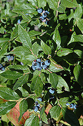 Lowbush Blueberry (Vaccinium angustifolium) at Bayport Flower Houses