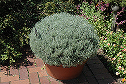 Curry Plant (Helichrysum italicum) at Bayport Flower Houses