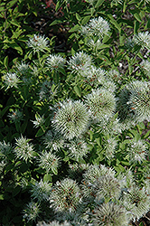 Appalachian Mountain Mint (Pycnanthemum flexuosum) at Bayport Flower Houses