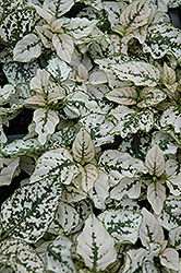 Splash Select White Polka Dot Plant (Hypoestes phyllostachya 'Splash Select White') at Bayport Flower Houses