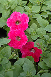 Piccola Hot Pink Petunia (Petunia 'Piccola Hot Pink') at Bayport Flower Houses