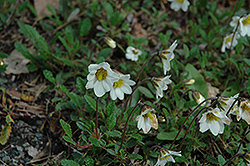 Mountain Avens (Dryas octopetala) at Bayport Flower Houses