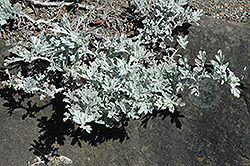 Dusty Miller (Artemisia stelleriana) at Bayport Flower Houses