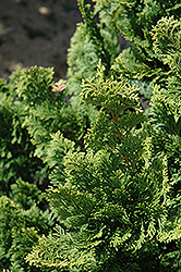 Well's Special Hinoki Falsecypress (Chamaecyparis obtusa 'Well's Special') at Bayport Flower Houses