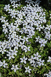 Blue Star Creeper (Pratia pedunculata) at Bayport Flower Houses