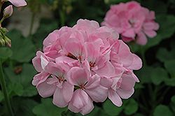 Patriot Soft Pink Geranium (Pelargonium 'Patriot Soft Pink') at Bayport Flower Houses