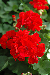 Patriot Bright Red Geranium (Pelargonium 'Patriot Bright Red') at Bayport Flower Houses